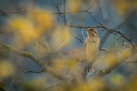 Krutihlav obecny - Jynx torquilla - Eurasian Wryneck 1190